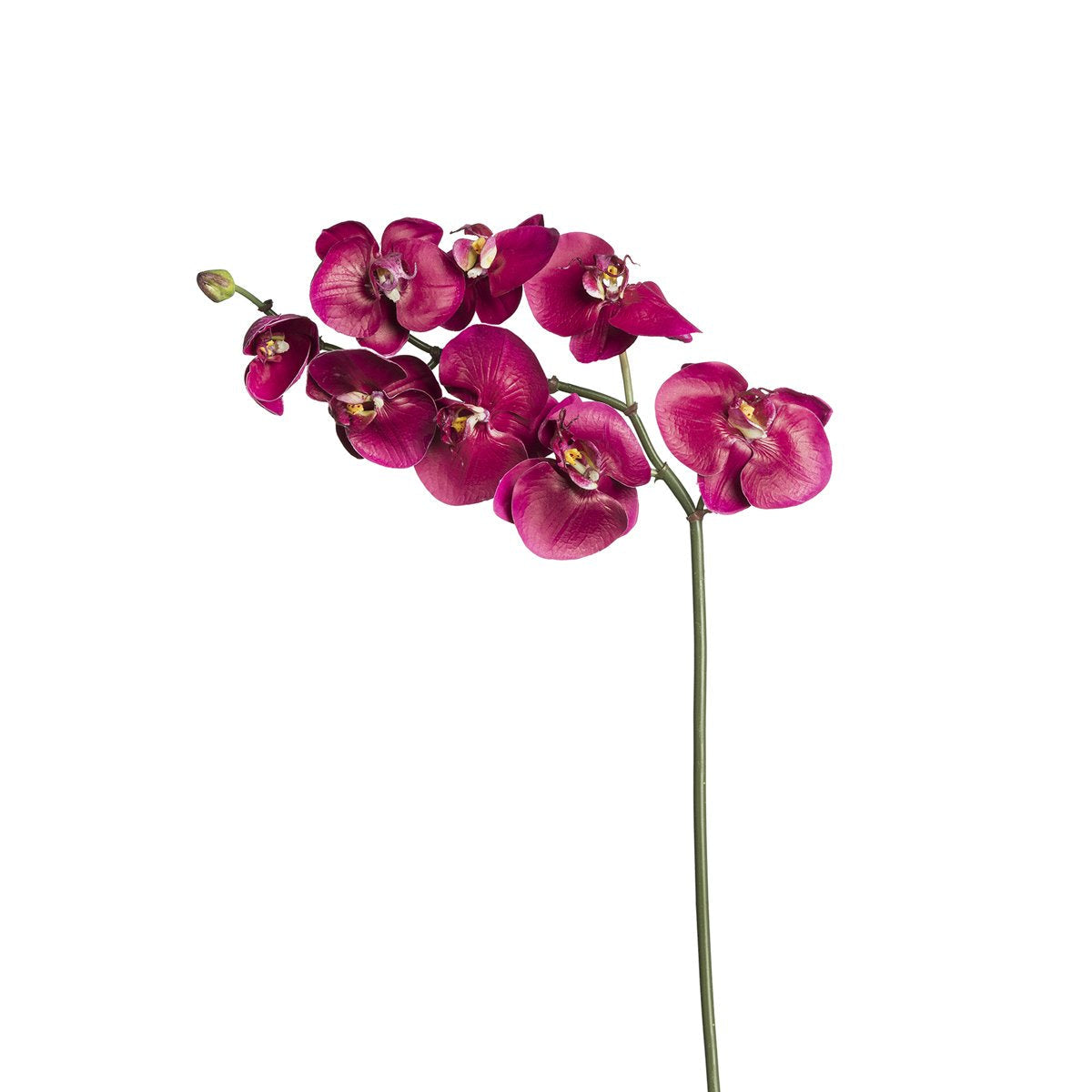 Tige d'Orchidée Phalaenopsis Budy