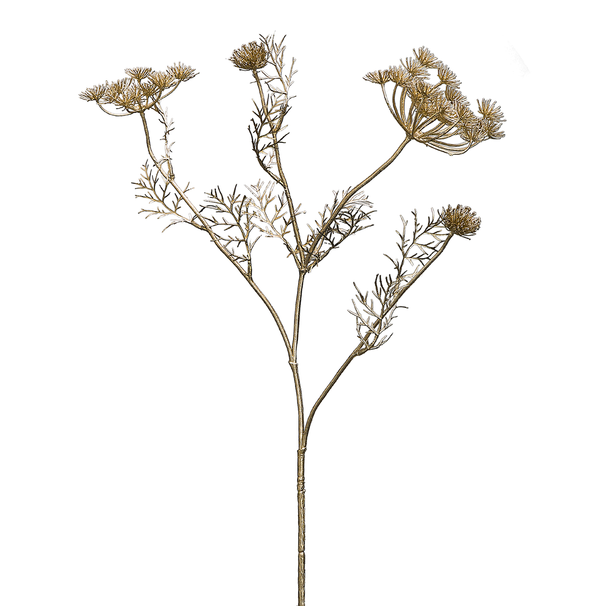 Tige de Carotte Sauvage