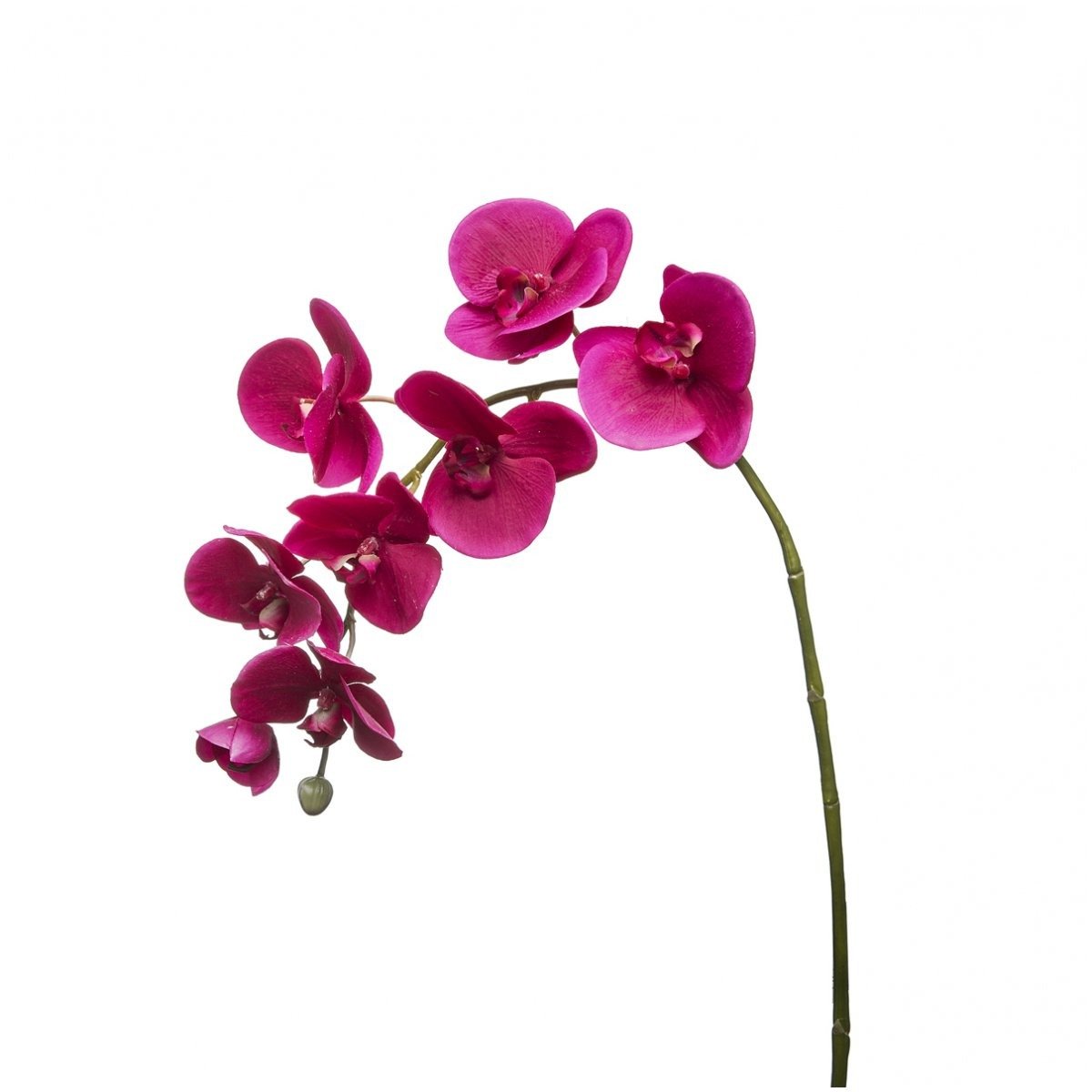 Tige d'Orchidée Phalaenopsis Forever