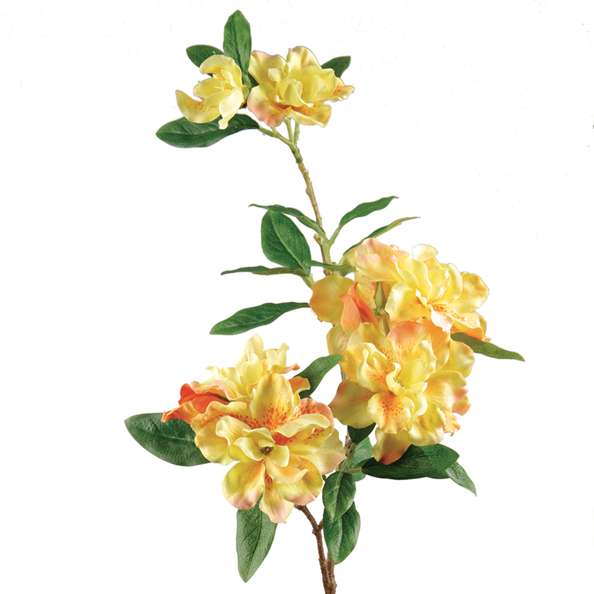 Tige d'Azalée Jessica