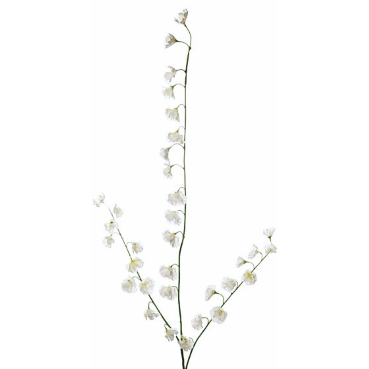 Tige de pois de senteur