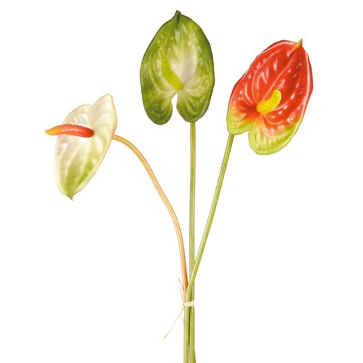 Tiges d'Anthurium
