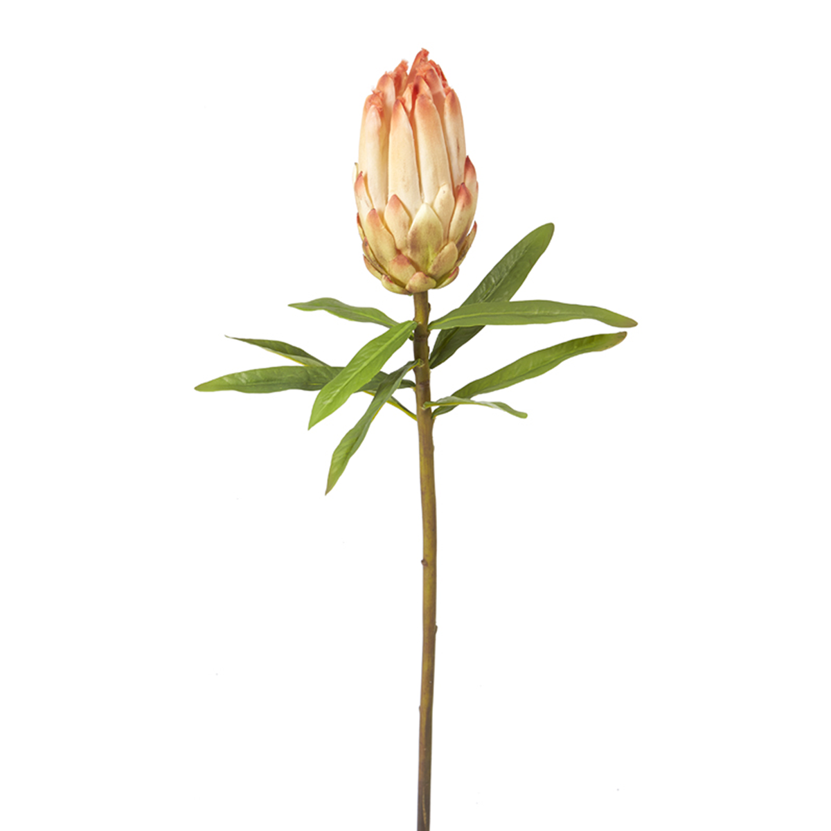 Tige de bourgeon de Protea