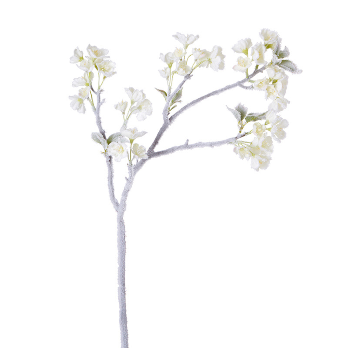 Tige de Cerisier des Neiges