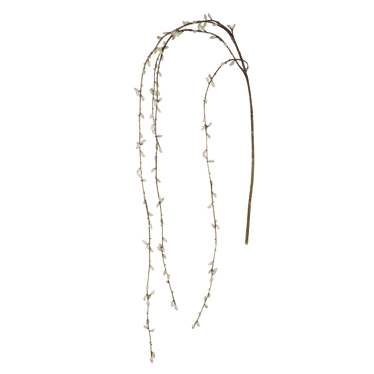 Branche de Saule Pleureur