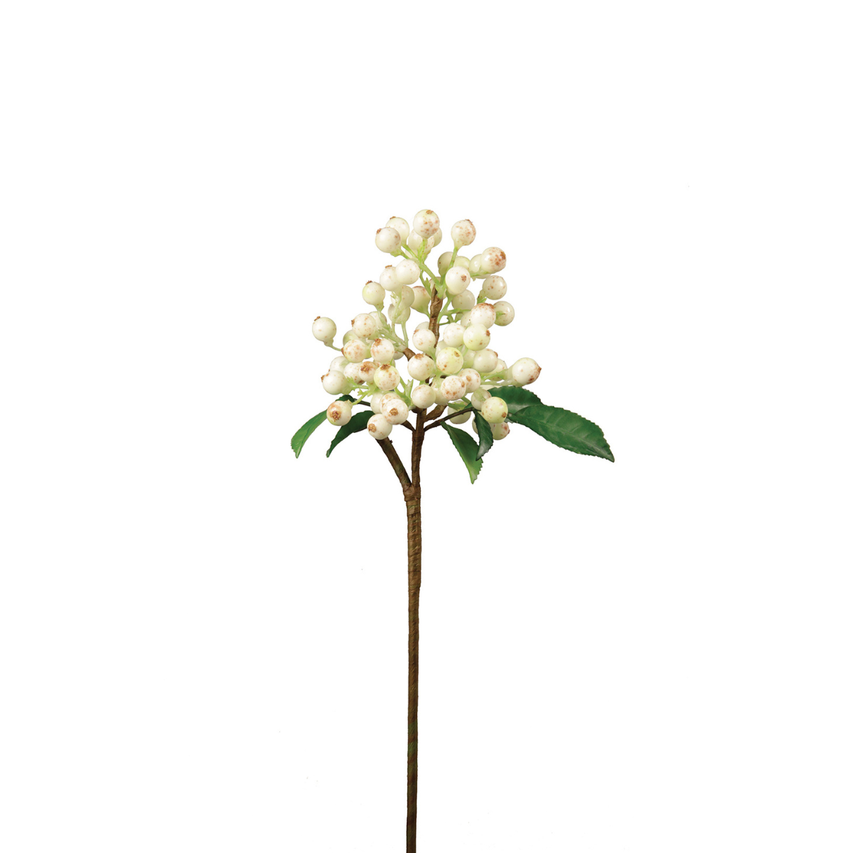 Branche de Baies Cora