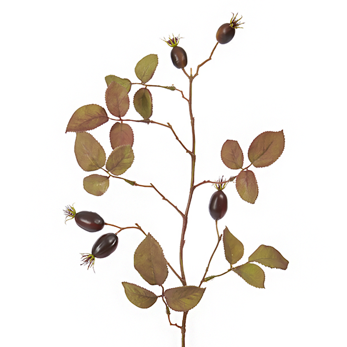 Feuillage de rosiers sauvages