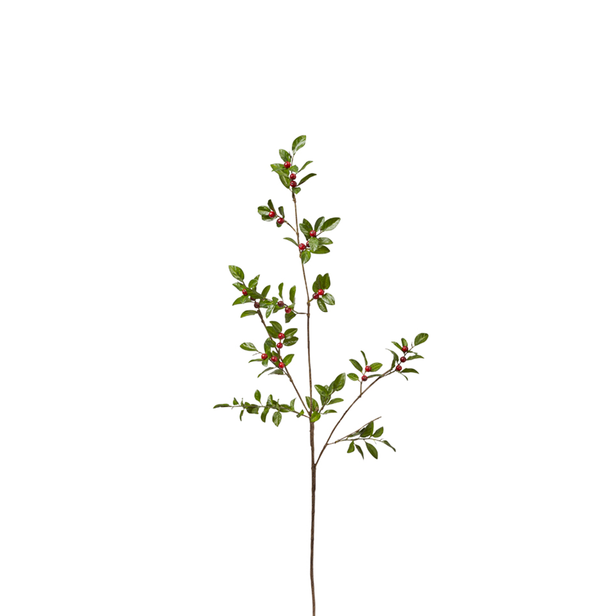 Branche de Baies avec Feuilles