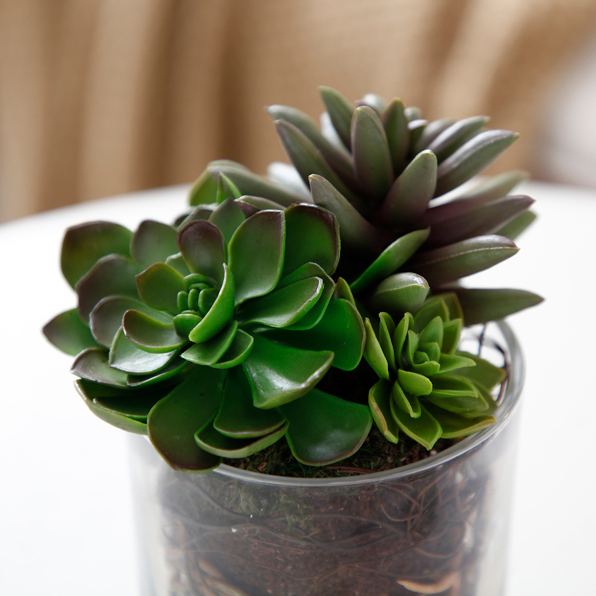 Composition de Succulentes en vase transparent Petit Format