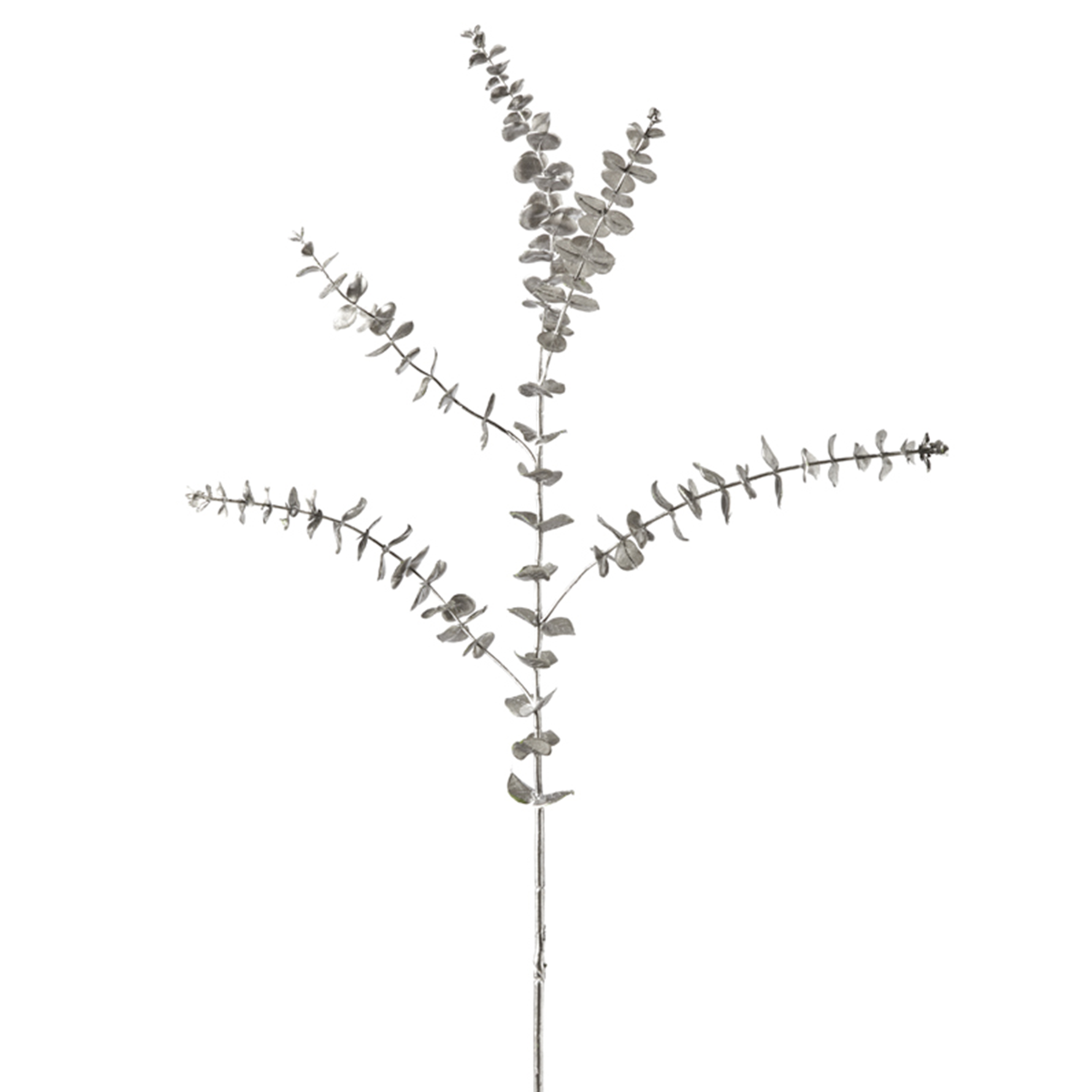 Feuillage d'eucalyptus