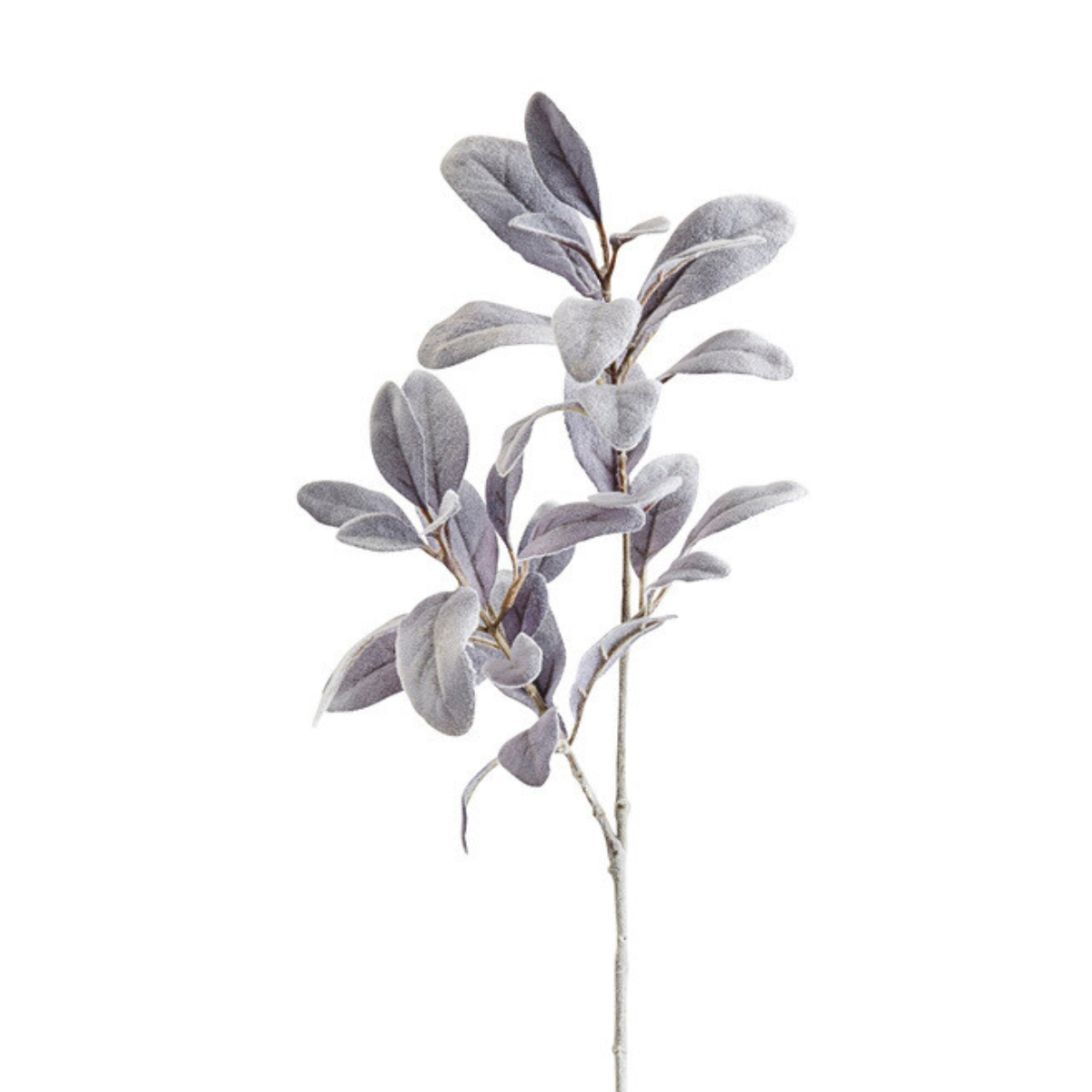 Feuillage d'Oreille d'Agneau