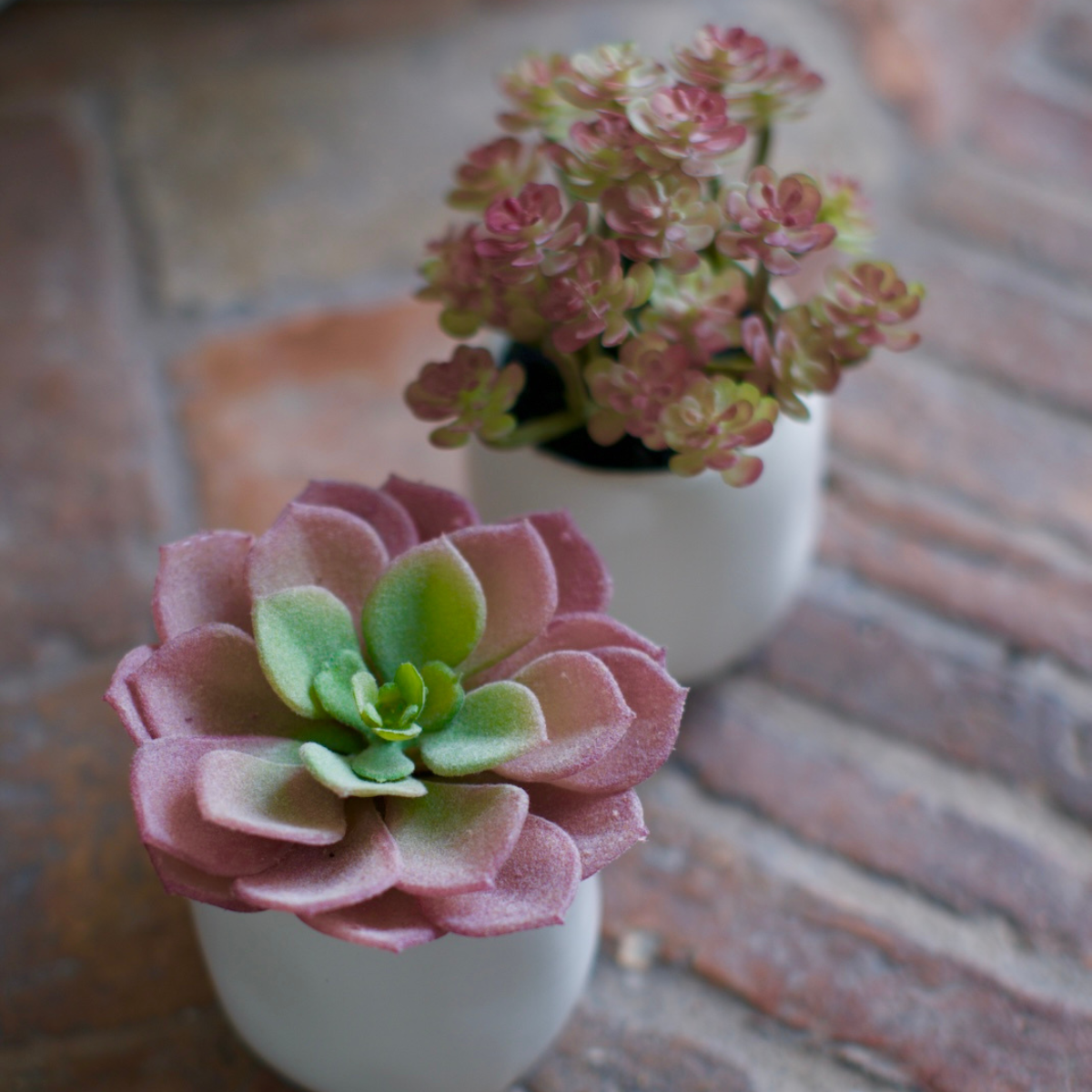 Succulente en pot