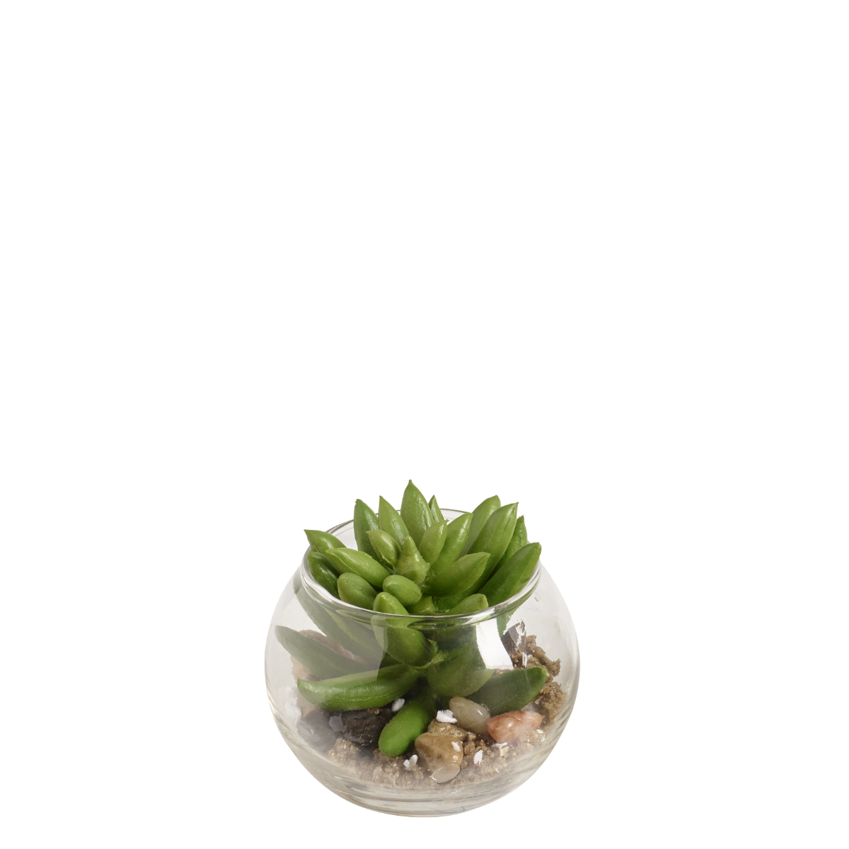 Succulente Echeveria dans un terrarium rond