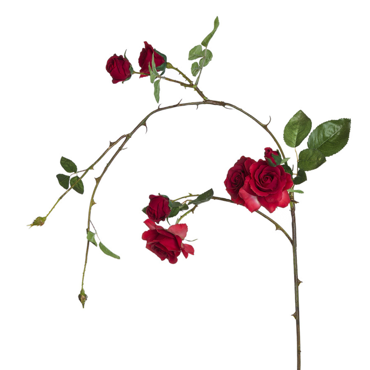 Tige de roses grimpantes