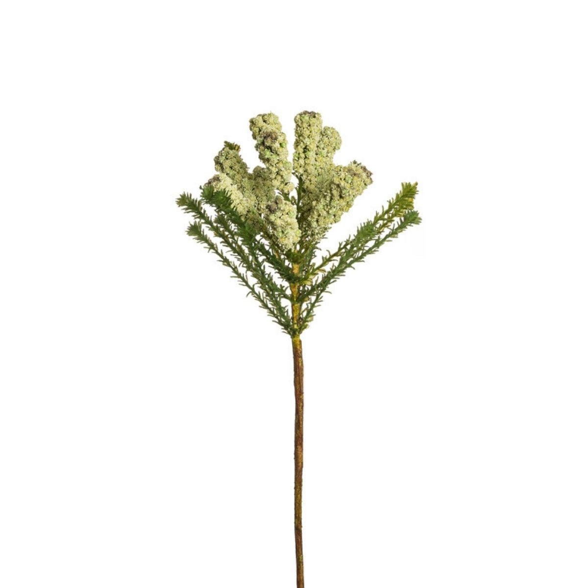 Feuillage de pin africain