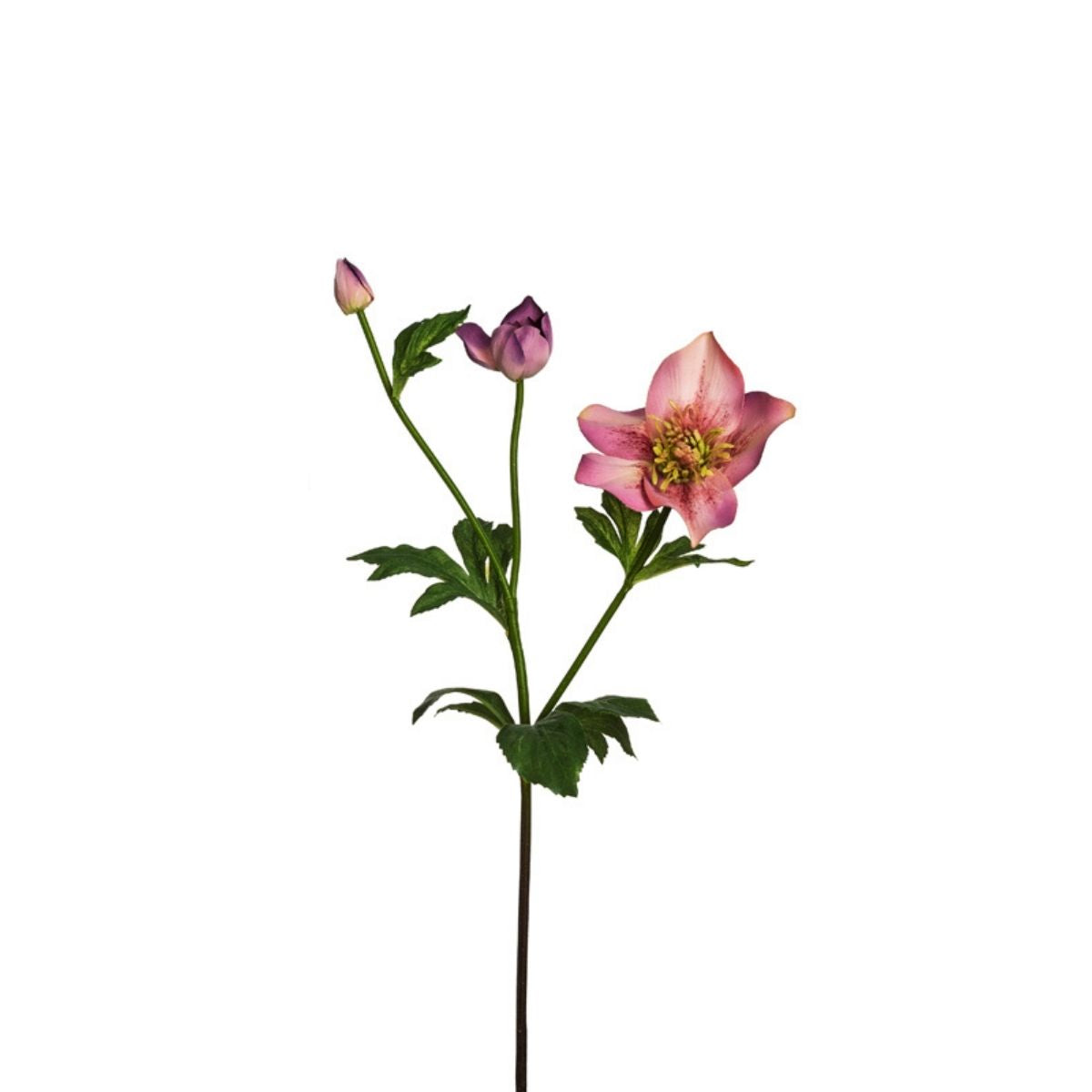 Tige d'Helleborus Niger