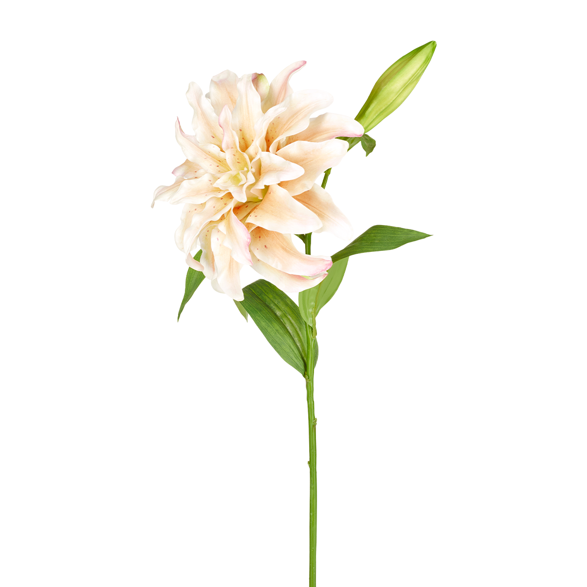 Tige de Lys Oriental Double