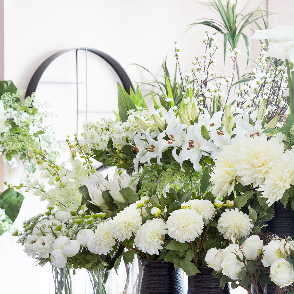 Tige de Dahlia Clara