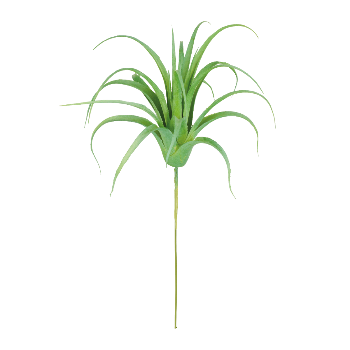 Feuillage de Tillandsia