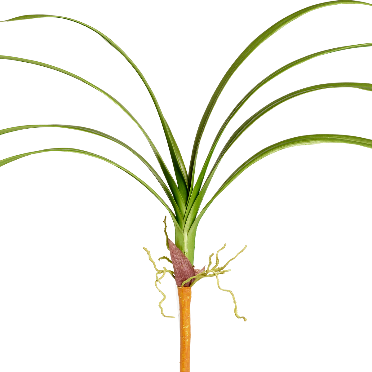 Feuillage d'Orchidée Cymbidium