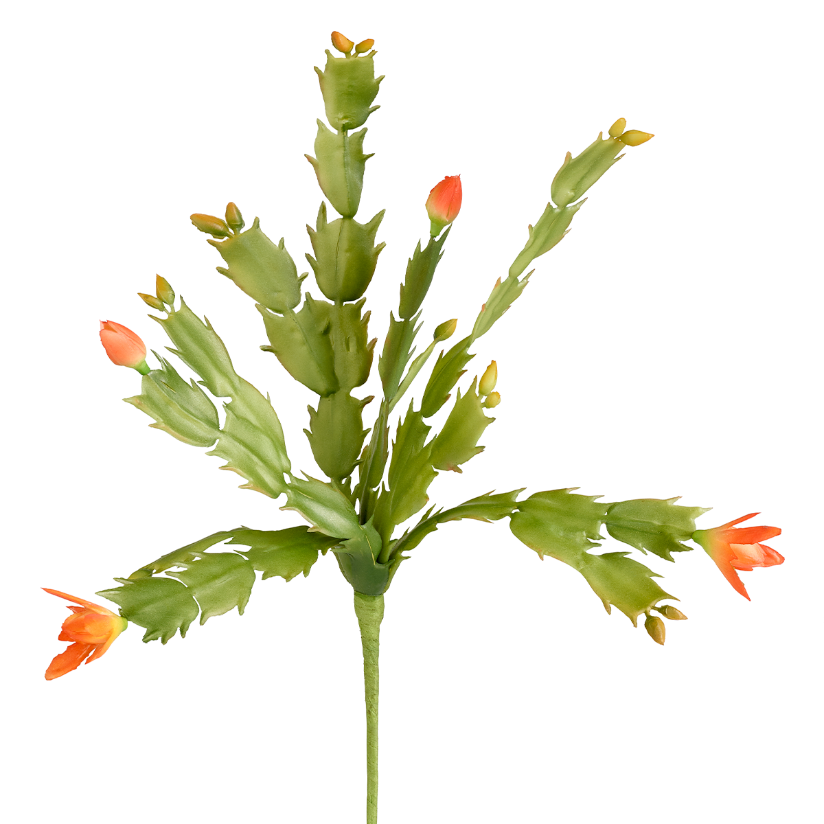 Feuillage de Schlumbergera