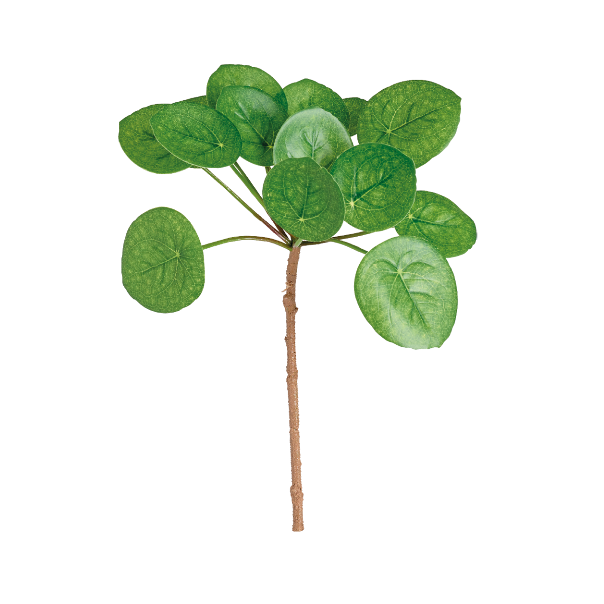 Feuillage de Pilea
