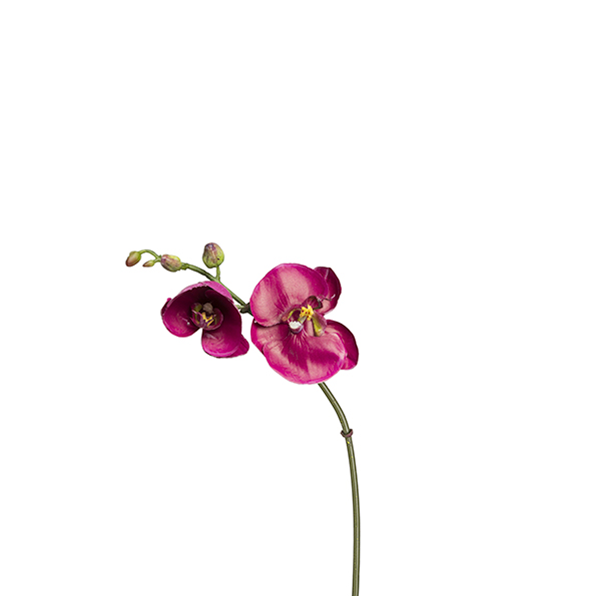 Tige d'Orchidée Phalaenopsis Budy