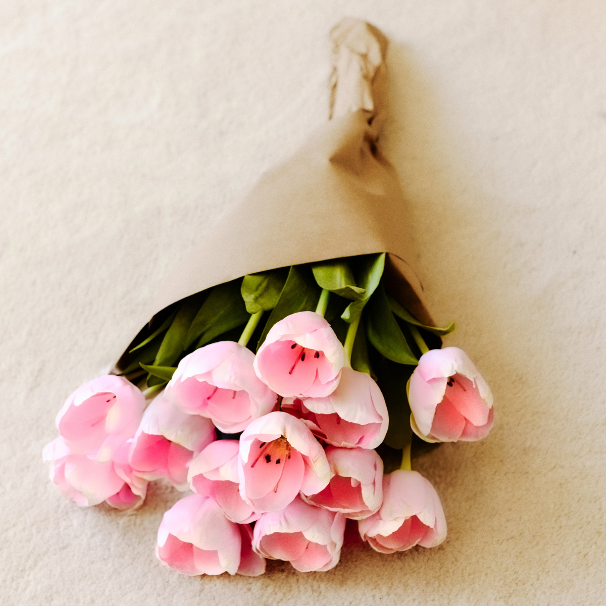 Tige de Tulipe Emilia