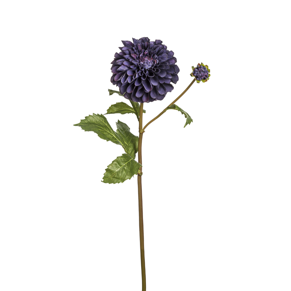 Tige de Dahlia Bonnie