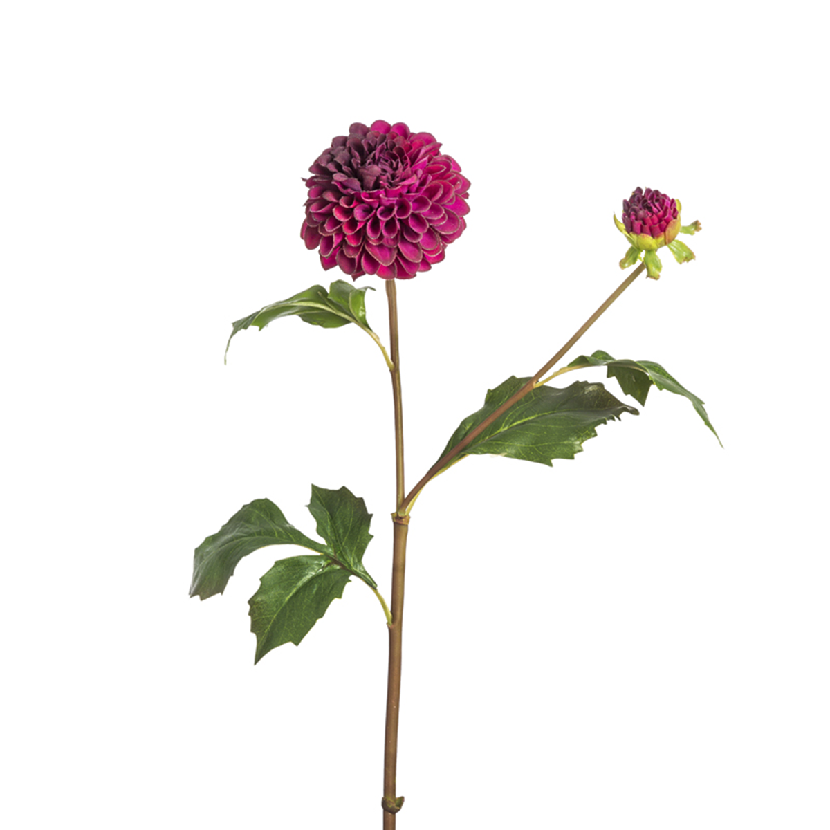 Tige de Dahlia Candice