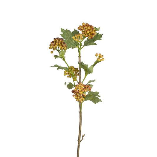 Feuillage de Baies de Viorne Obier