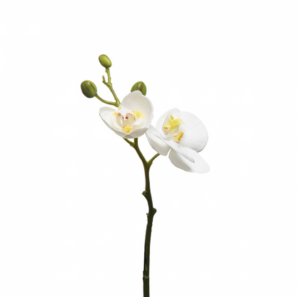 Tige d'Orchidée Phalaenopsis Forever