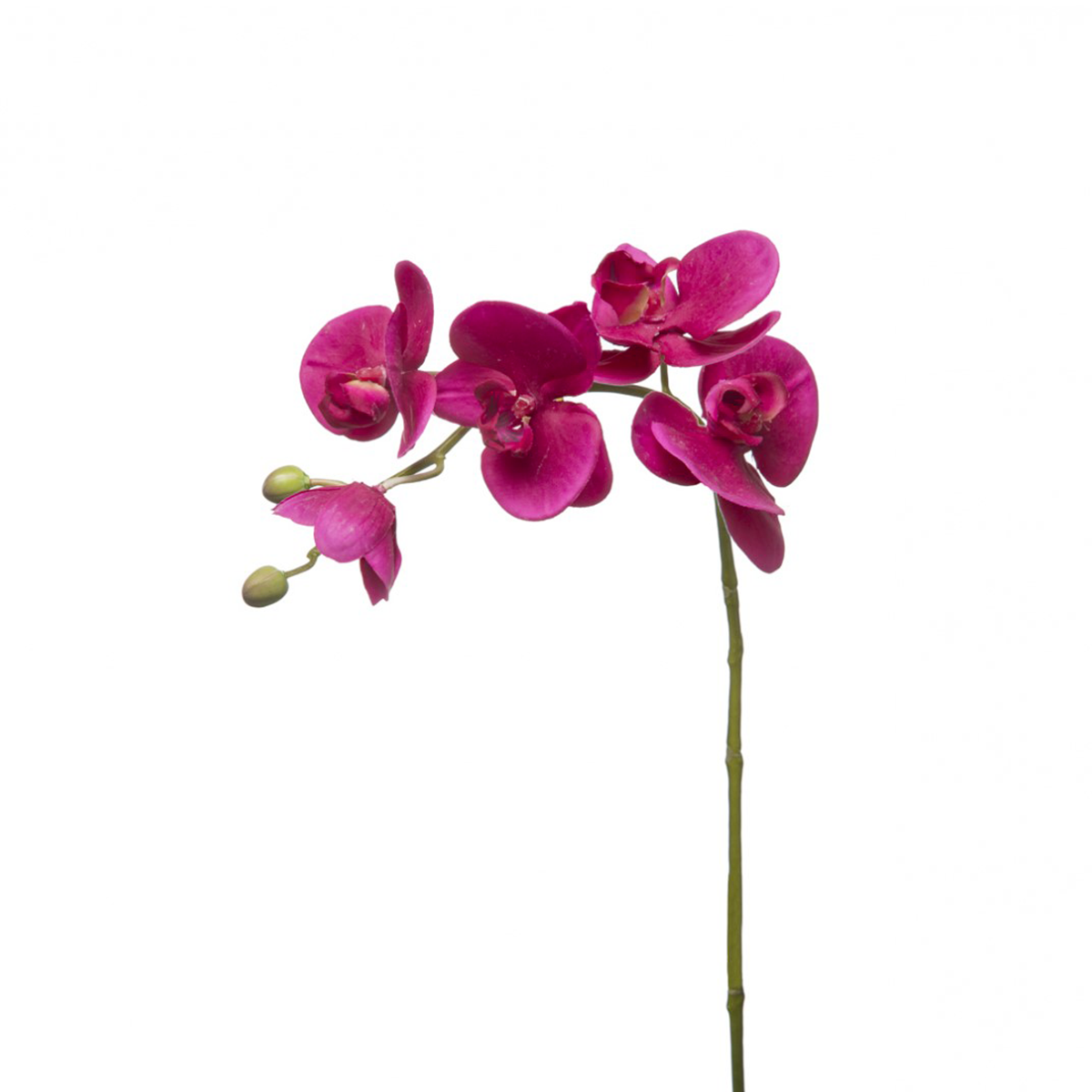 Tige d'Orchidée Phalaenopsis Forever