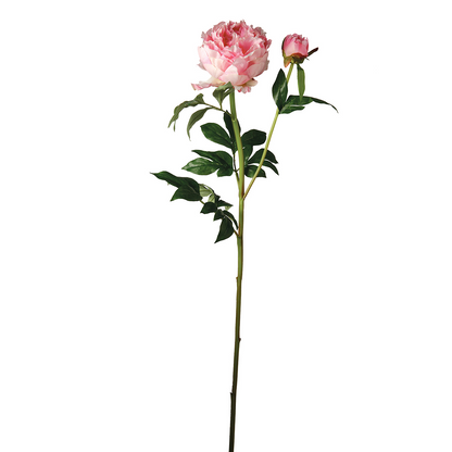 Tige de Pivoine de Jardin