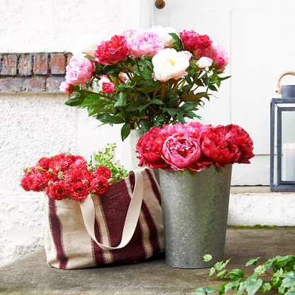 Tige de Pivoine de Jardin