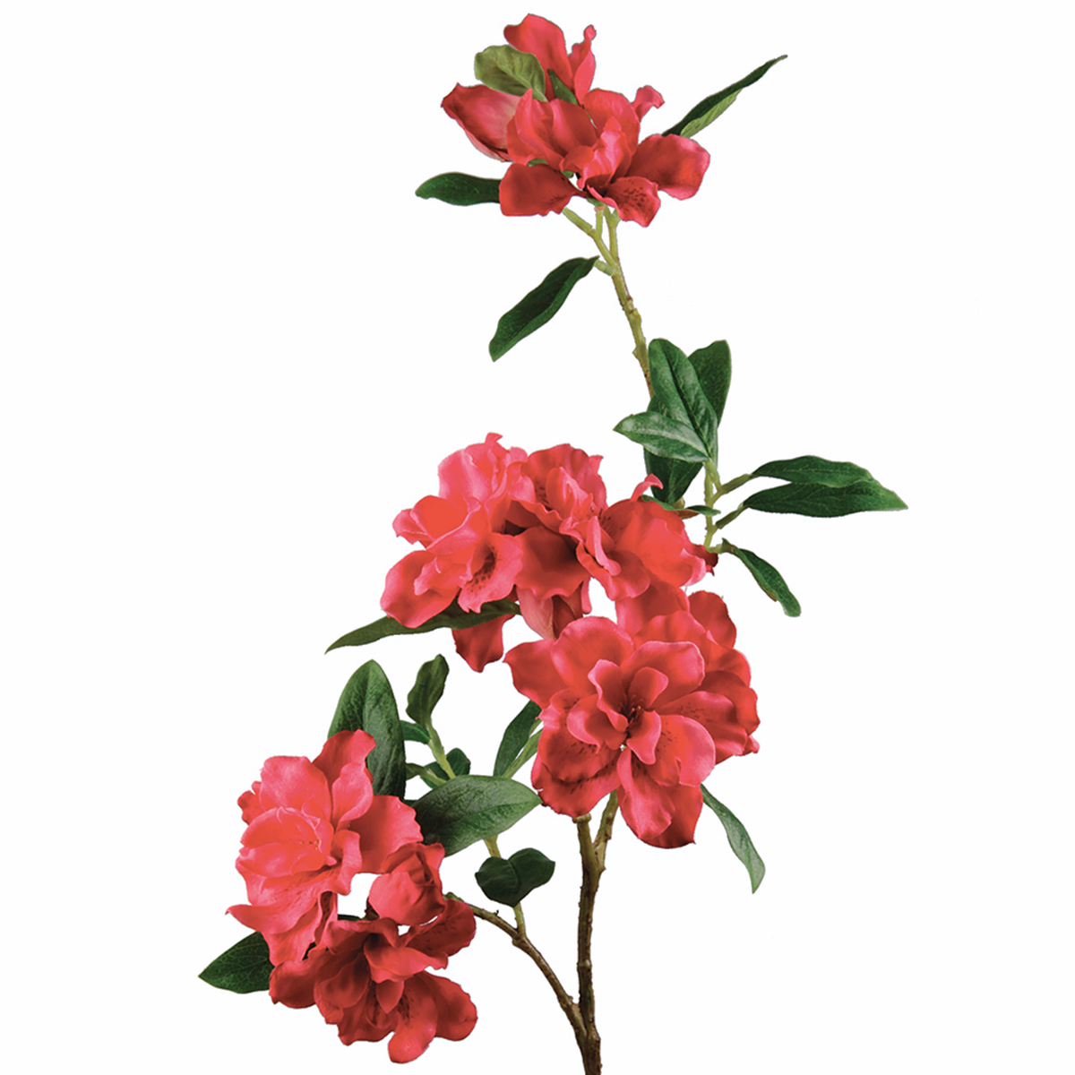 Tige d'Azalée Jessica