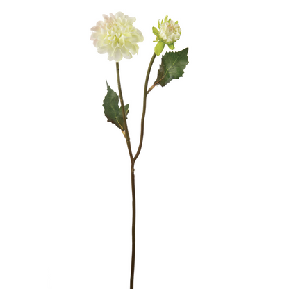 Tige de Dahlia Andreas