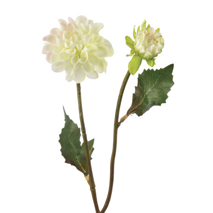 Tige de Dahlia Andreas