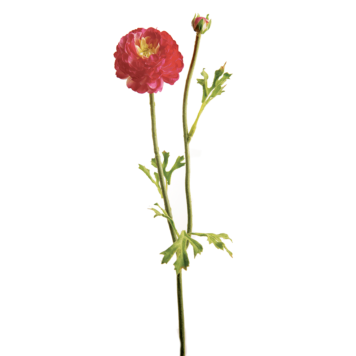 Tige de Renoncule Mathilda