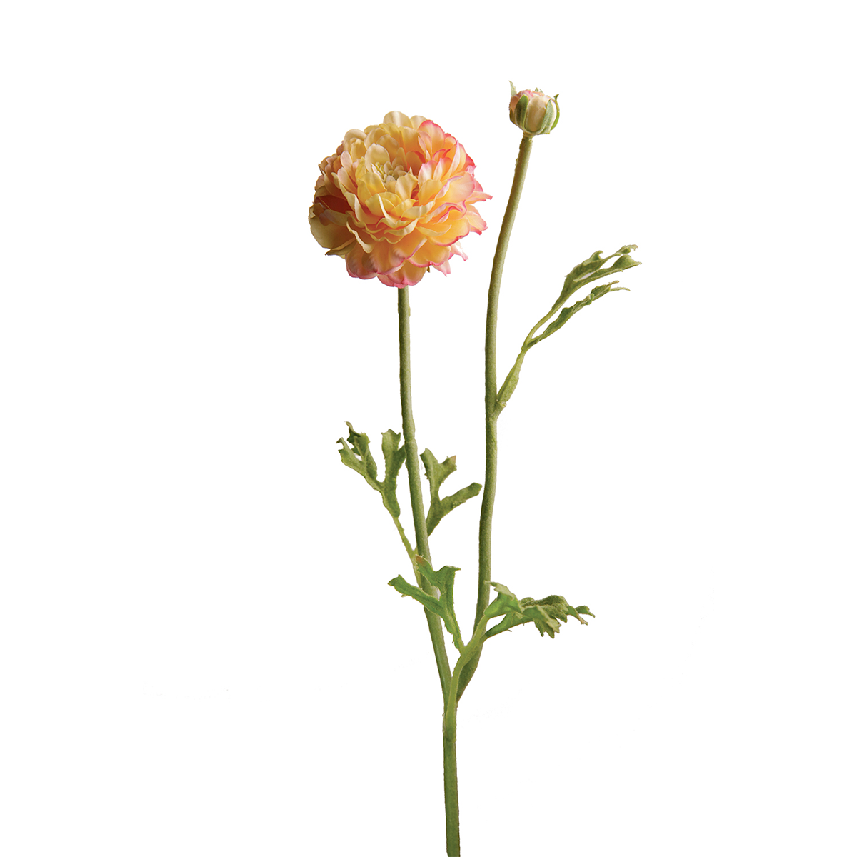 Tige de Renoncule Mathilda