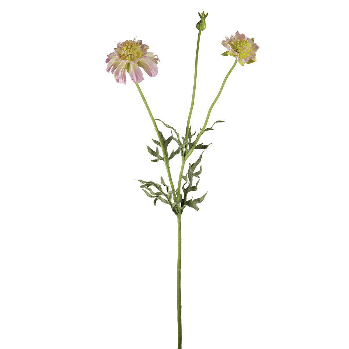 Tige de Scabiosa en fleur