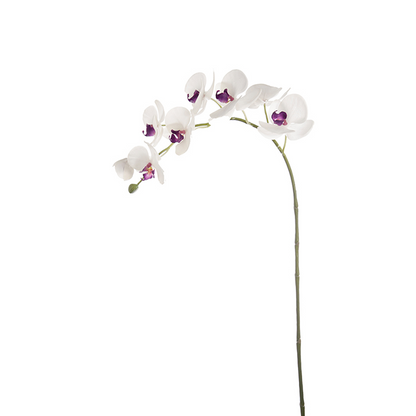 Tige d'Orchidée Phalaenopsis Forever