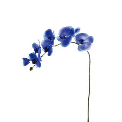 Tige d'Orchidée Phalaenopsis Forever