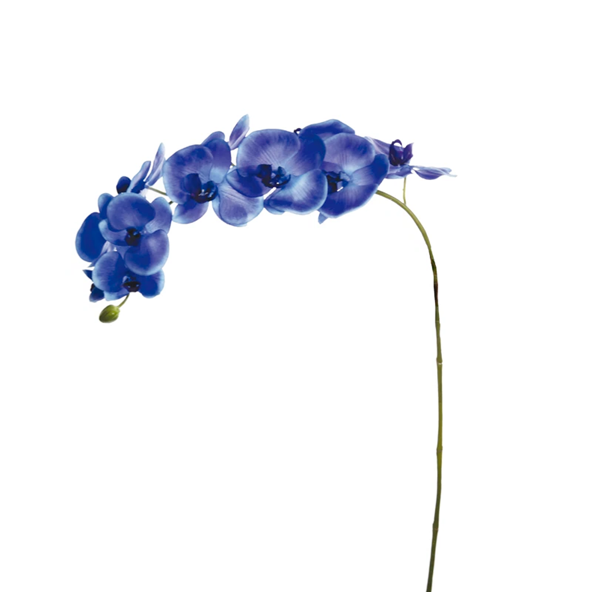 Tige d'Orchidée Phalaenopsis Forever