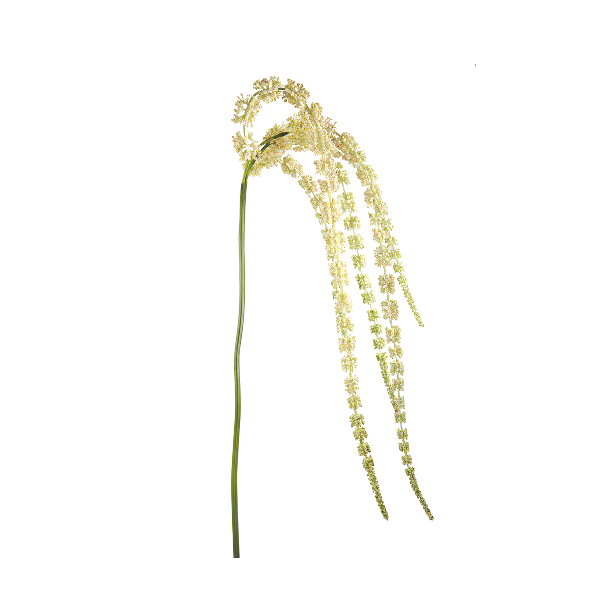 Feuillage Amarante Tombante