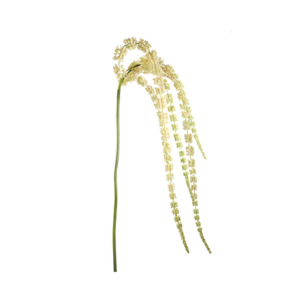 Feuillage Amarante Tombante