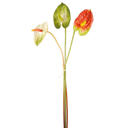 Tiges d'Anthurium
