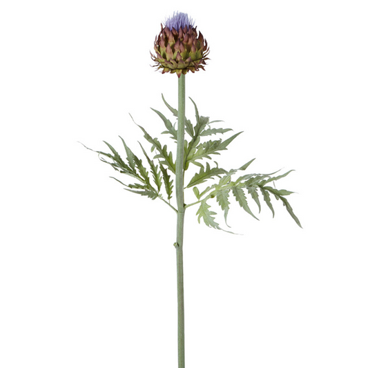 Tige de chardon avec feuilles