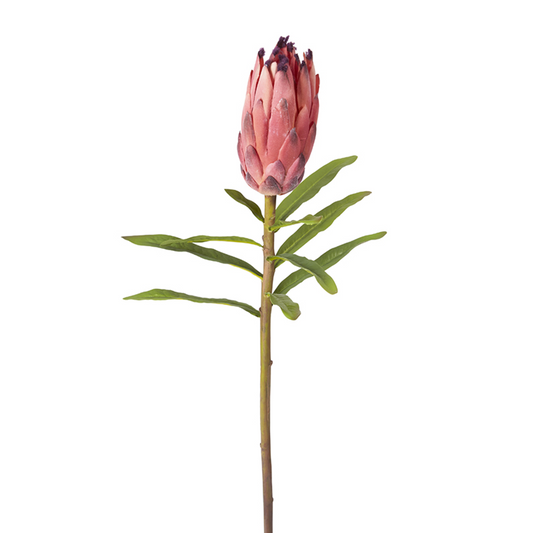 Tige de bourgeon de Protea