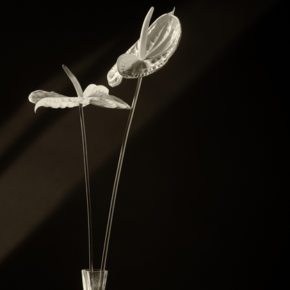 Tige d'Anthurium Painters Palette